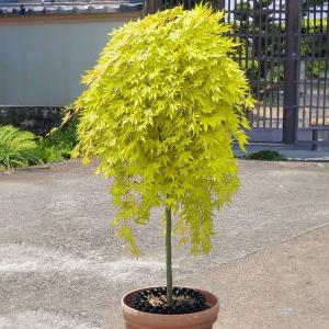 赤い葉のモミジの代表種 庭木：野村もみじ （猩々野村） 樹高:約100cm