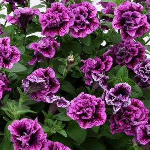 草花の苗 ペチュニア 花衣（はなごろも） 茜染（あかねぞめ）3.5号