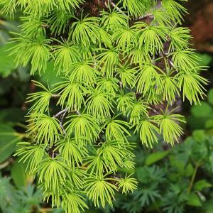 松　植木　庭木 松 植木 庭木」の人気商品一覧 | 安い商品を通販サイトから探す - 価格.com