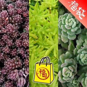 多肉植物：アガベ トーメヤナ 樹氷*幅16cm 現品！一品限り : 遊恵