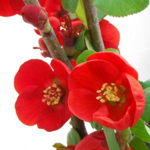 2026年3月】ボケ 盆栽のおすすめ人気ランキング - Yahoo!ショッピング