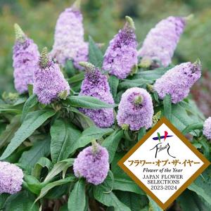 いちじく 早生日本種 （蓬莱柿） 2年生苗鉢植え スリット 限定販売