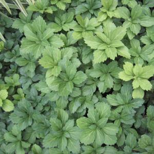 ヤシャビシャク : 岩崎園芸ネットストア Yahoo店 - 通販 - Yahoo