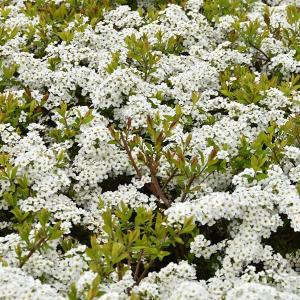 白い花の咲く庭木の商品一覧 通販 Yahoo ショッピング