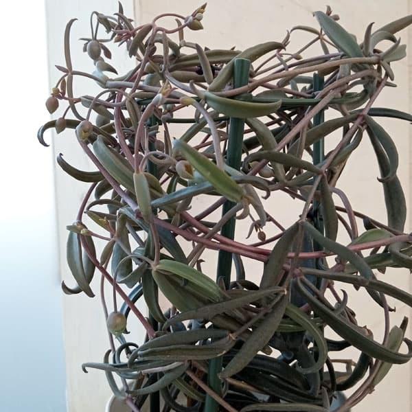（わけあり特価）カランコエ 黒錦蝶 5号鉢植え