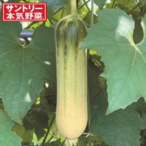 野菜の苗/ヘチマ：クリーミーへちま3号ポット 3株セット｜engei