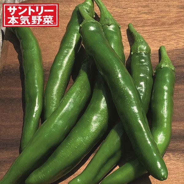野菜の苗/サクサクししとう3号ポット 3株セット