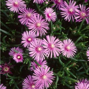 草花の苗 マツバギク 耐寒這性マツバギク紫桃花3号ポット