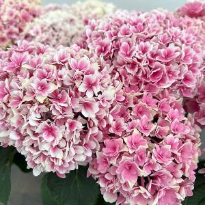 日本花キ流通 予約販売 バラ 苗 バラ 新苗 中輪 ニュース 木立性