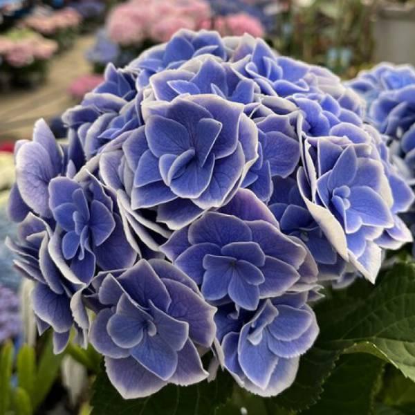 花木 庭木の苗 アジサイ 天照太御神（アマテラスオオミカミ）3-3.5号ポット