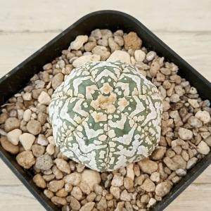 ☆特価☆コーデックス：アフリカ亀甲竜 亀鉢*塊根幅6cm 現品！一品