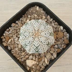 サボテン：コピアポア 黒王丸 竜神ツギ*幅6.5cm 現品！一品限り : 遊恵