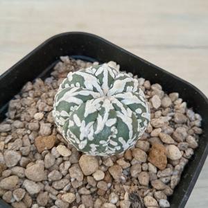 向山グラキリス 3頭仕立て ドライカクタス サボテン ツルビニカルプス 珍品！ツルビニカルプス・グラキリス（※サボテンね）を植え替えた