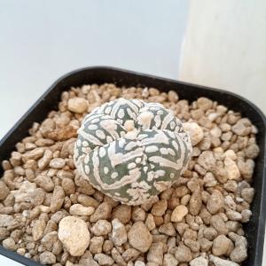 サボテン：マミラリア 白竜丸綴化*幅20cm 現品 一品限り : 遊恵盆栽
