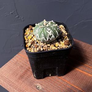 サルコカウロン　ペニクリナム　種子　5/23-1 コーデックス：サルコカウロン ペニクリナム*葉幅3.5cm 現品！一品