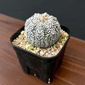 サボテン：アストロフィツム ミラクル兜 ツギ*幅9.5cm 現品！一品