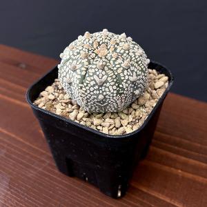 観葉植物 ユーフォルビア パキポディオイデス(幹太) 23-05 : 園芸