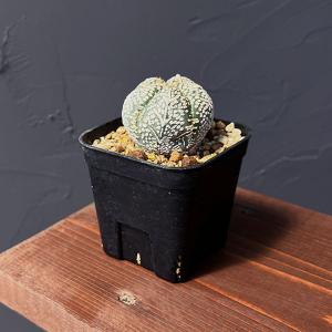 サボテン：フェロカクタス 文鳥丸*幅15cm 現品！一品限り : 遊恵盆栽