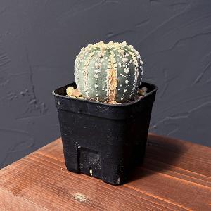 サボテン：エキノカクタス 太平丸 実生*幅16cm 現品！一品限り : 遊恵