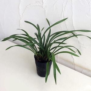 キンリョウヘン大株 花芽5芽以上 : 日本ライン花木センターYahoo