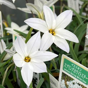（わけあり特価）ハナニラ（イフェイオン） スプリングホワイトスター2-4球植え3号ポット