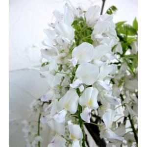 クリスマスローズ 開花苗 090 ピコティホワイト : 花郷園 KAGOEN