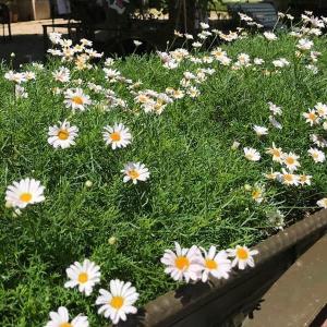 ニューサマーデイジー ステラ(ニューサマーステラ...の商品画像