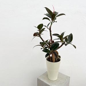 観葉植物 ディオーン エデュレ 3.5号鉢植え : 園芸ネット - 通販