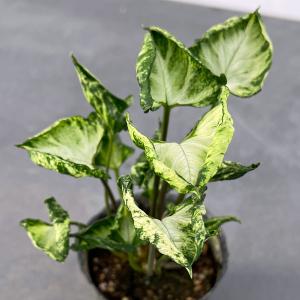 観葉植物 シンゴニウム シュリンクハート 3号ポット