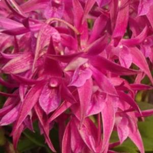 キンギアナム レッドジャズ3.5号鉢植え