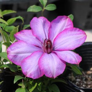 カスアリナ タマモクマオウ 8号ポット大苗 : 苗木部 花ひろば