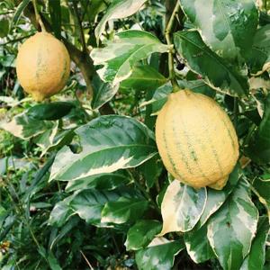 斑入りレモン 『 ピンクレモネード 』 6号鉢植え （ 接木苗
