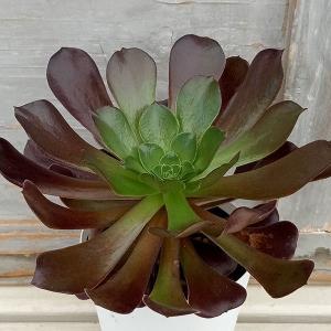 農園直売 多肉植物 寄せ植え アエオニウム属 マイバッハ錦（群） 観葉