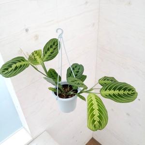 おしゃれ 観葉植物：フペルジア ゴエベリー*5号 吊り鉢 : 遊恵盆栽