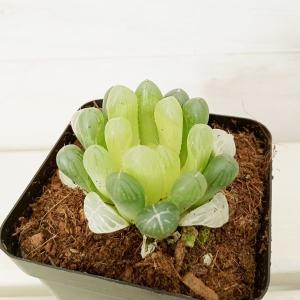 観葉植物 ハオルチア オブツーサ フェリフェラ錦 2.5号ポット : 園芸
