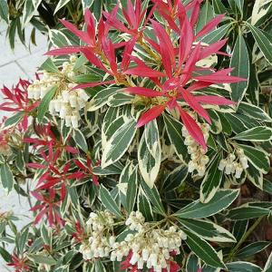 アセビ100cmx5本 花木 庭木の苗 アセビ（馬酔木） フレーミングシルバー4.5号ポット