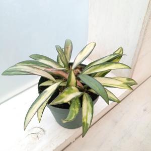 観葉植物 ホヤ ケンティアナ バリエガータ 3号ポット