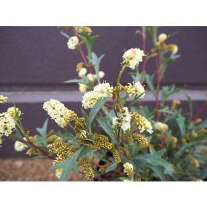 花苗 観葉植物：グレビレア シナフェア*5号 : 遊恵盆栽 Yahoo!店