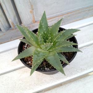 多肉植物：アロエ ポリフィラ*幅58cm 現品！一品限り ☆店頭にてお