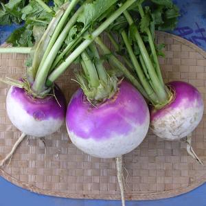 有効期限26年05月 カブ種 ターニップ（洋種かぶ） 春・秋まき 色がきれい肉質緻密、煮込みやシチューに最適 野菜タネ