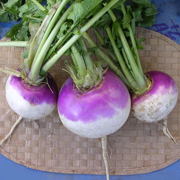 カブ種 ターニップ（洋種かぶ） 春・秋まき 色がきれい肉質緻密、煮込みやシチューに最適 野菜タネ