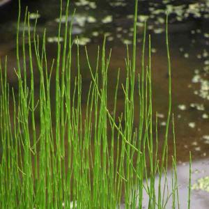 草花の苗 水生植物 ミズトクサ3-3.5号ポットの商品画像