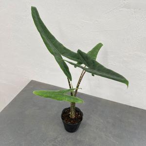 観葉植物 おしゃれ：オリーブの木*SOUJU（創樹） マンザニロ 現品選べ