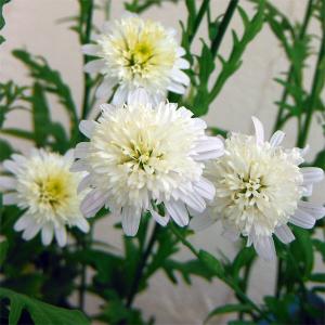 ホップ カスケード Cascade 3.5号苗 雌株 : 花の館 ヤフー店 - 通販