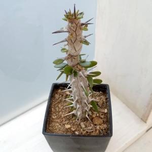 観葉植物 サボテン テフロカクタス ゲオメトリクス（ナラシノ）3号