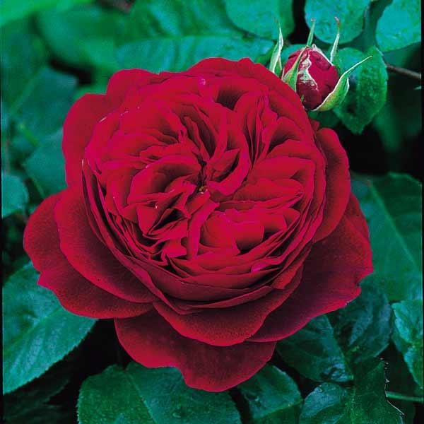 バラの苗 イングリッシュローズ デビッド・オースチン・ロージズ L.D.ブレスウェイト大苗6L角鉢植...