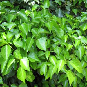 草花の苗 キヅタ(フユヅタ)3号ポット2株セットの商品画像