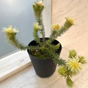 現品お届け】フィリカ プベッセンス ワフトフェザー 7号｜花木10-TU