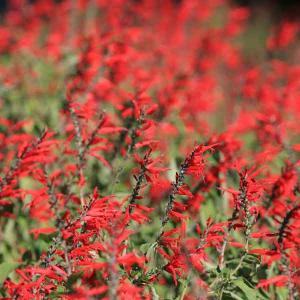 パイナップルセージ 苗 の商品一覧 花 ガーデニング 通販 Yahoo ショッピング