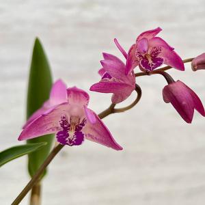 吉本花城園 【セール品】超お得セット！アロカシア 5品種 おまかせ